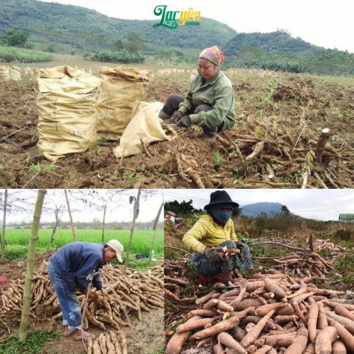 Bột Sắn Dây Ta